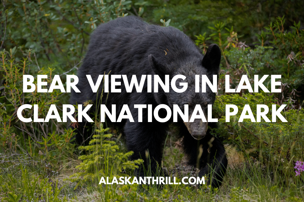 Bear Viewing in Lake Clark National Park, Alaska